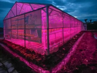 Perusahaan Listrik Negara (Persero) memanfaatkan sinar lampu ultraviolet (UV) untuk meningkatkan produktivitas tanaman hidroponik. (Foto: Biro KLIK Kementerian ESDM)