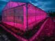 Perusahaan Listrik Negara (Persero) memanfaatkan sinar lampu ultraviolet (UV) untuk meningkatkan produktivitas tanaman hidroponik. (Foto: Biro KLIK Kementerian ESDM)
