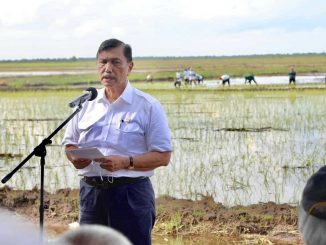 Food Estate Kalimantan Tengah