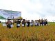 Kegiatan temu lapang dan panen perdana hasil pengembangan demplot varietas unggul baru (VUB) padi khusus dan spesifikasi lokasi dengan menerapkan teknologi budidaya padi ramah lingkungan (BPRL) di Desa Puloerang, Kecamatan Lakbok, Kabupaten Ciamis.